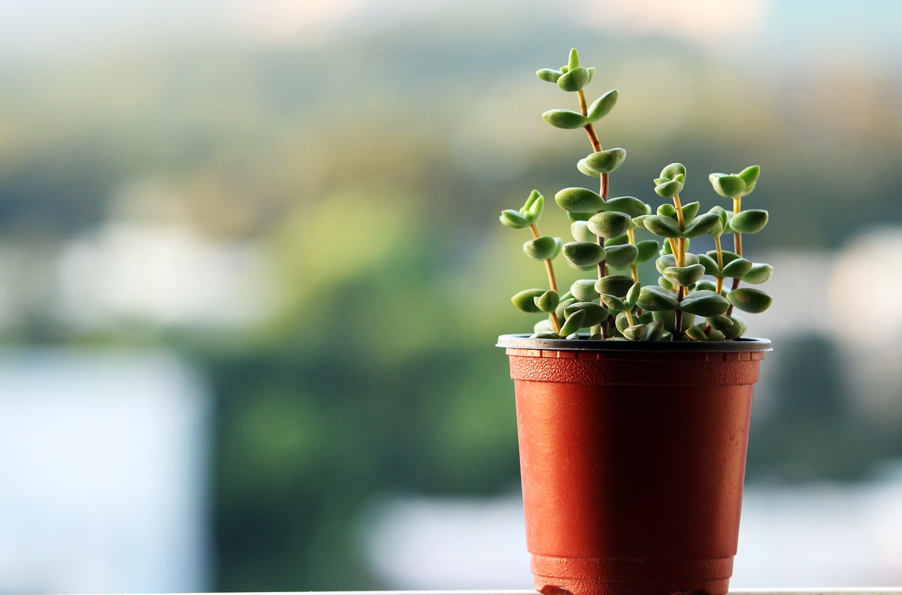 Gardening in Pots: Tips and Techniques